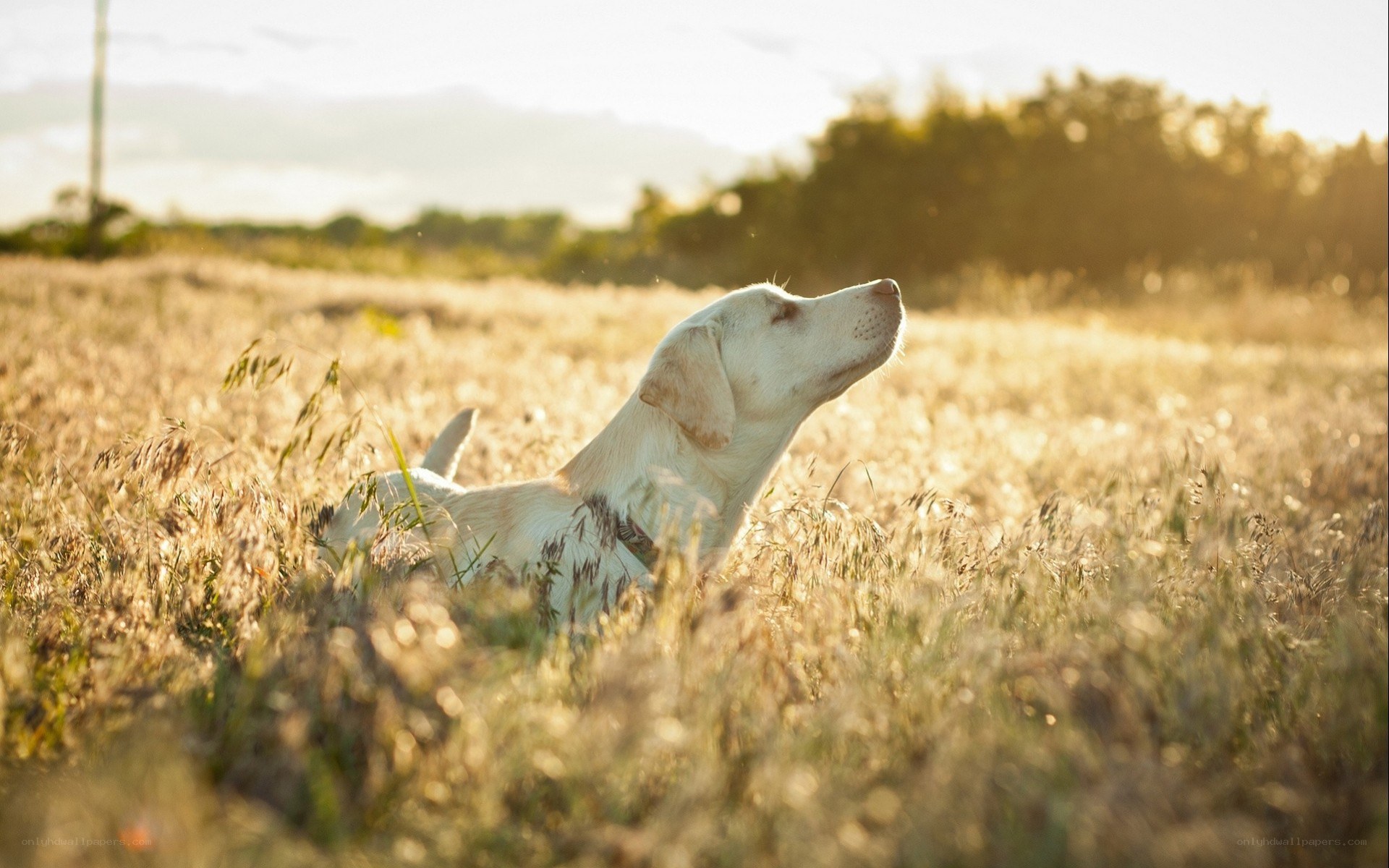 dog in a field at sunset
