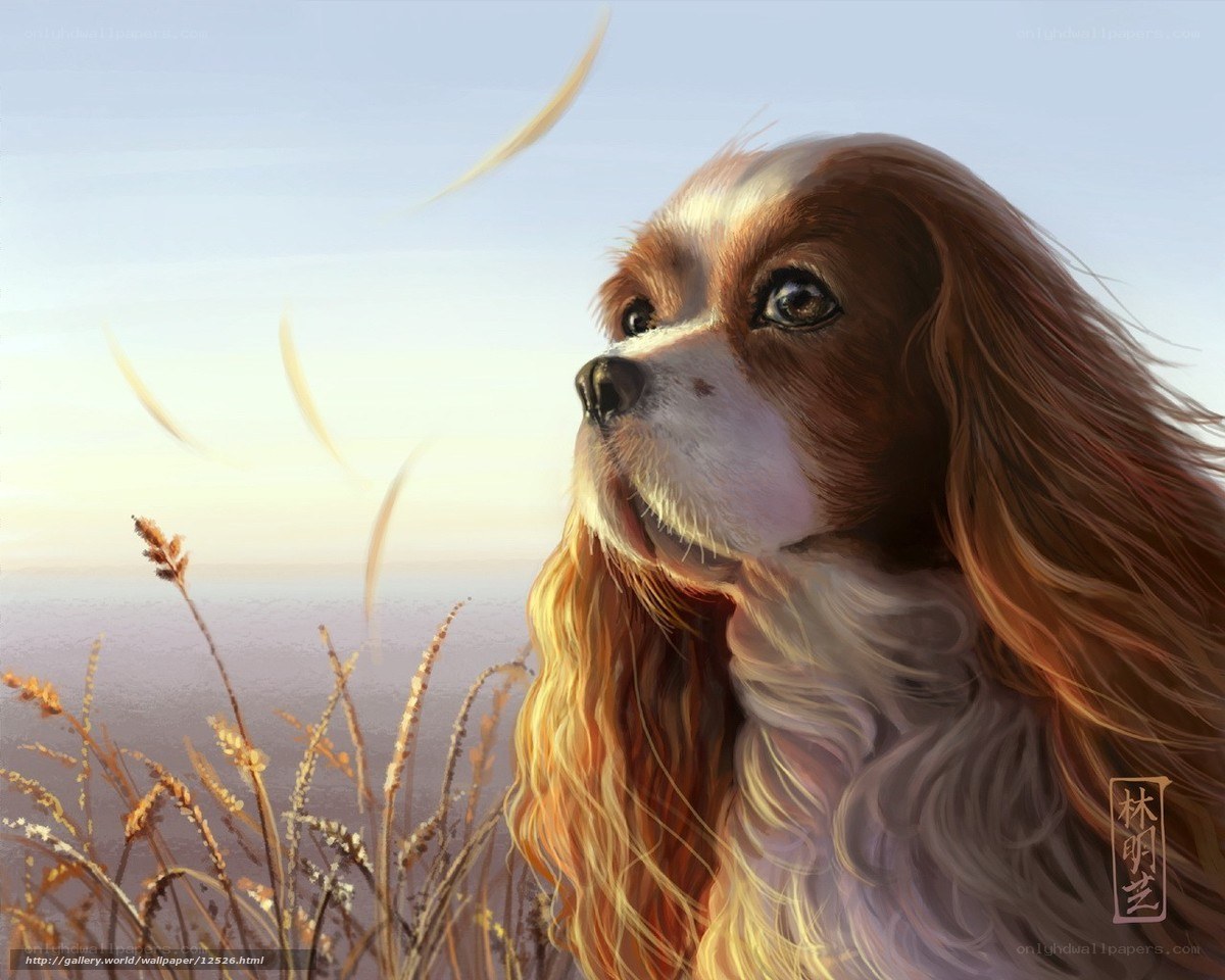 dog in a field at sunset