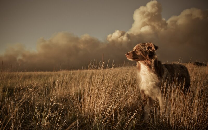 Dog in a Field — Brown, Dramatic, Sunset