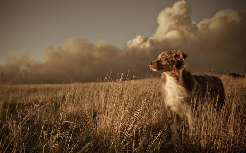 Dog in a Field — Brown, Dramatic