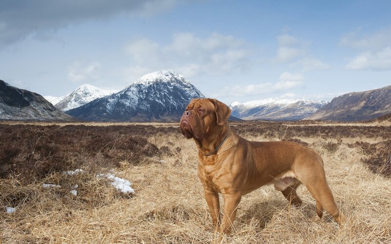 Dog in a Field — Brown