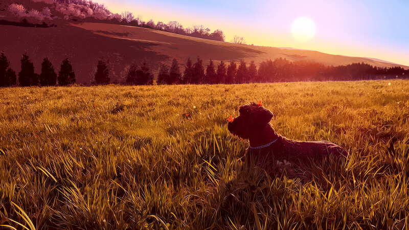 Dog in a Field — Gold