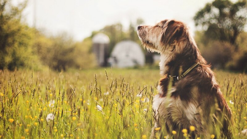 Dog in a Field — Green, Serene, Afternoon