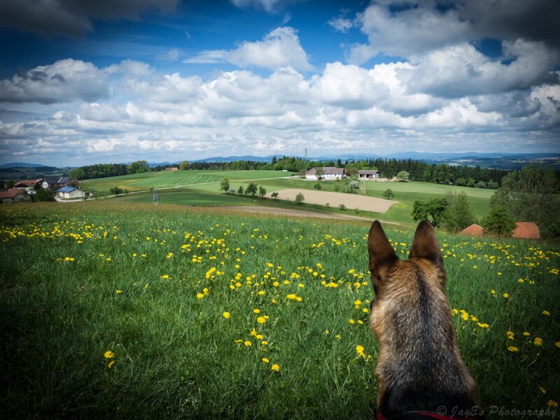 Dog in a Field — Green, Serene