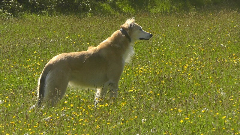 Dog in a Field — Green