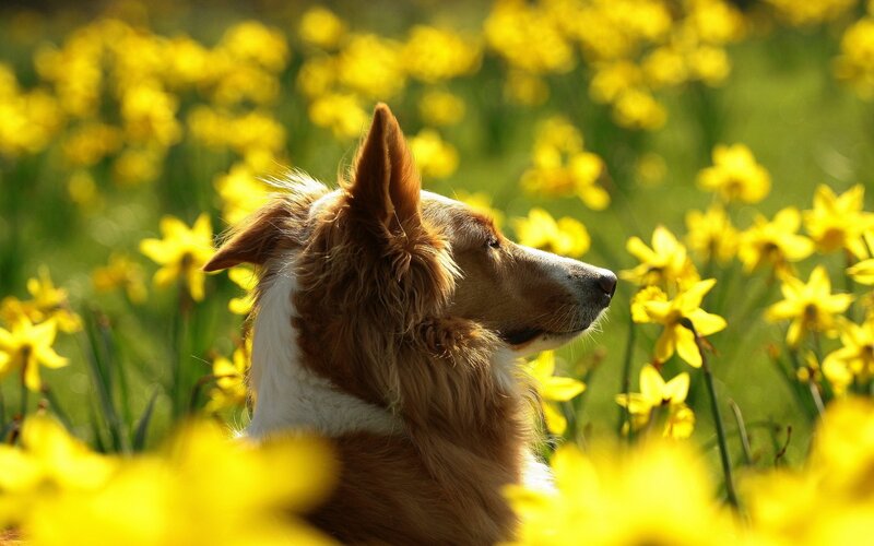 dog in a field of daffodils