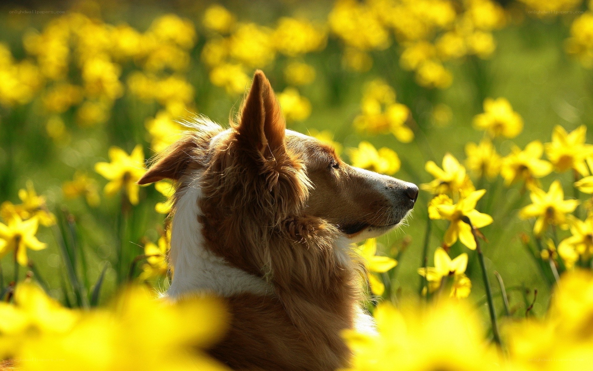Dog in a field of daffodils
