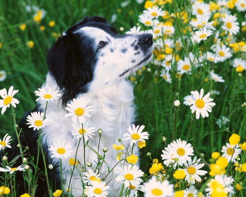 dog in a field of daisies