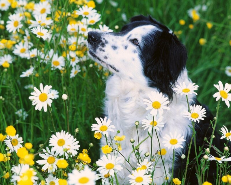 dog in a field of daisies