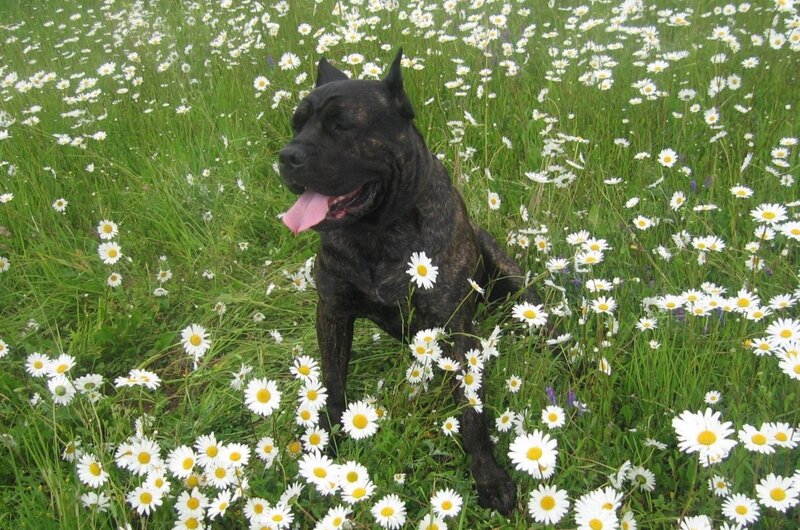 dog in a field of daisies