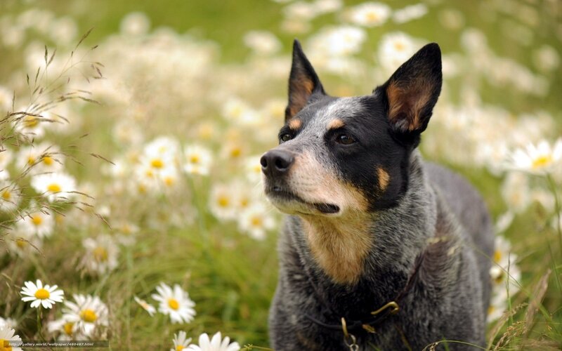 dog in a field of daisies