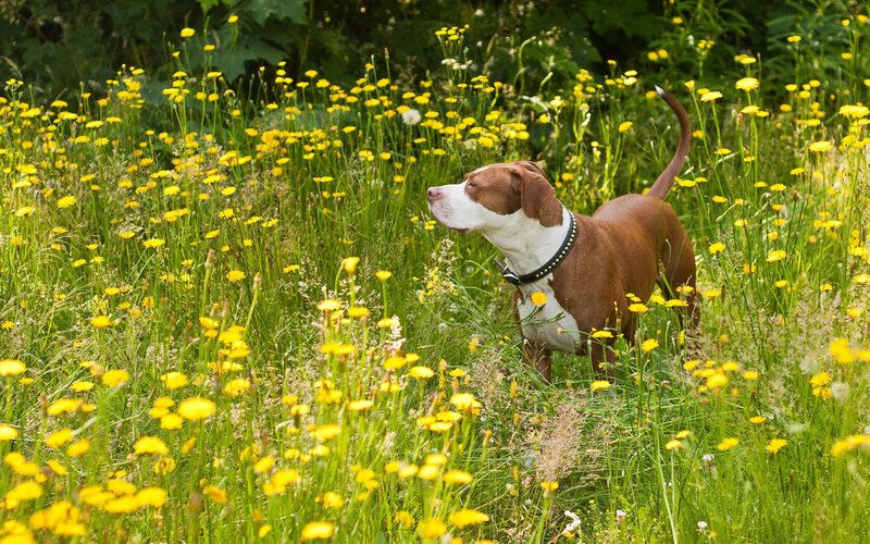 Dog in a field of dandelions