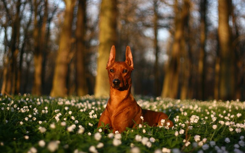 dog in a field of flowers