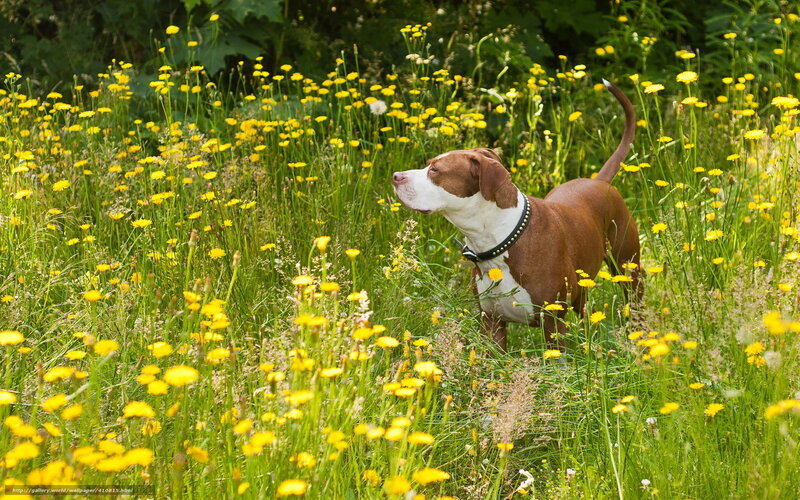 Dog in a field of flowers