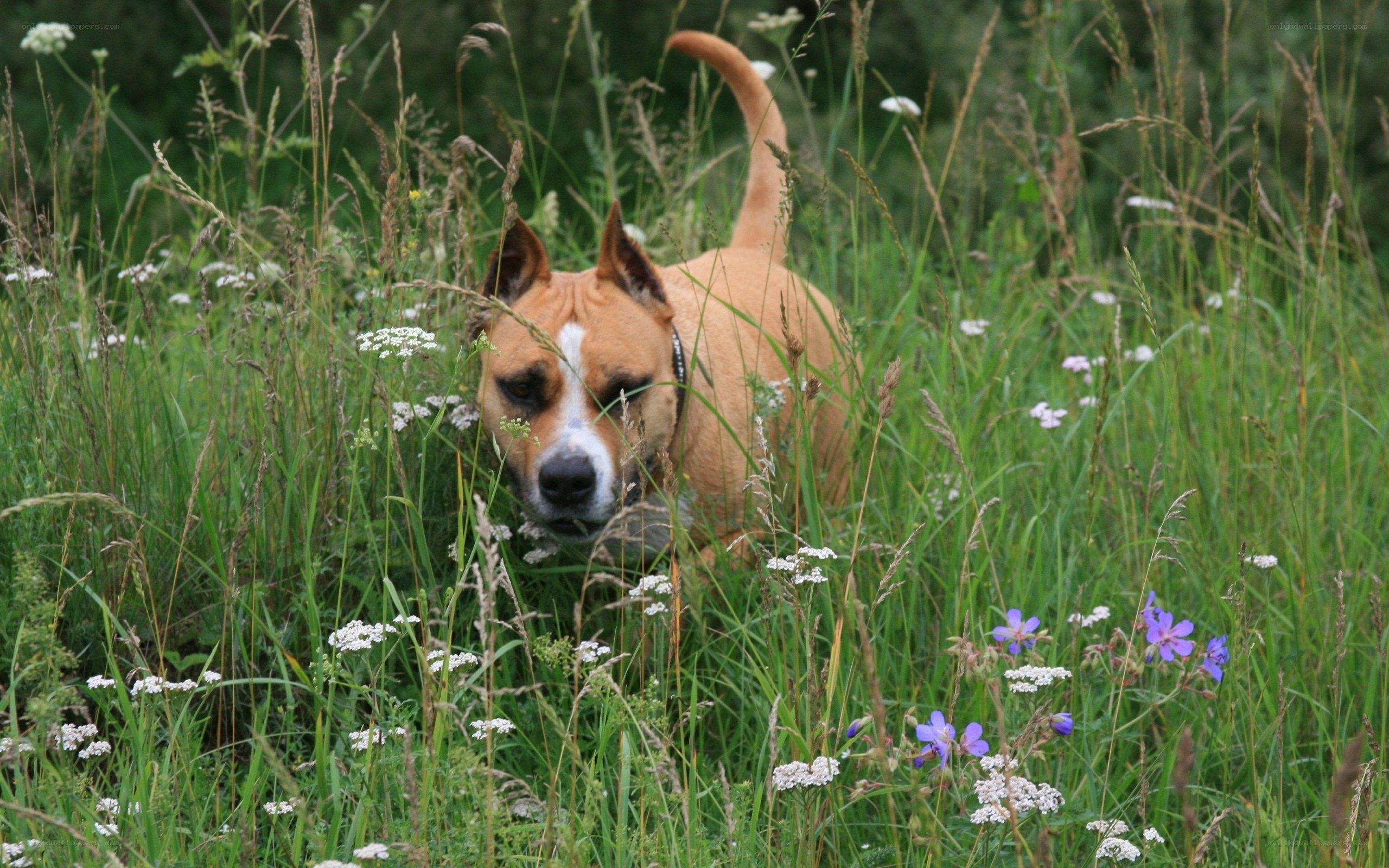 dog in a field of flowers