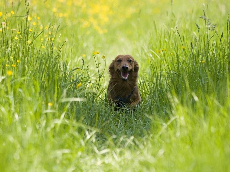 dog in a field of grass