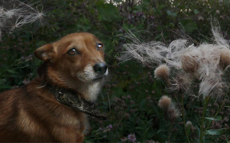 dog in a field of thistles