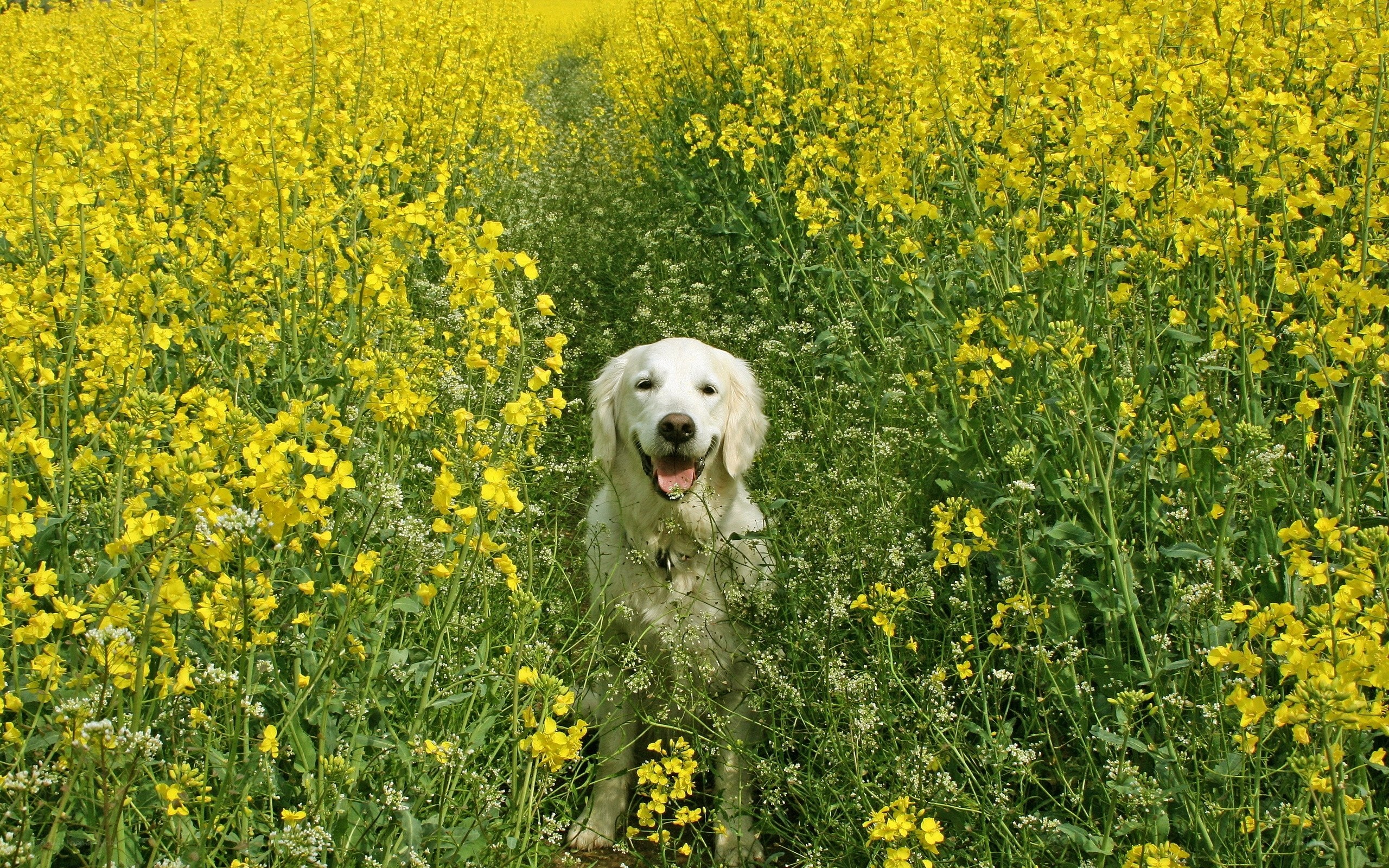 Dog in a field of yellow flowers