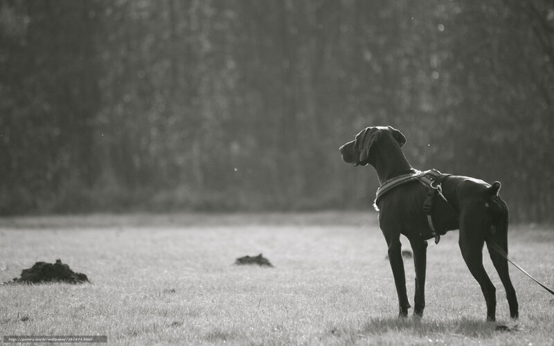 dog in a field