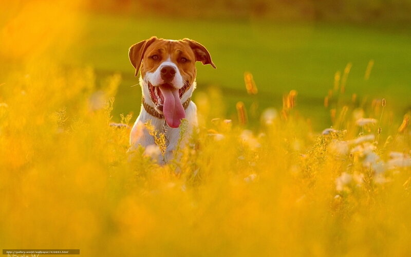 Dog in a Field — Yellow