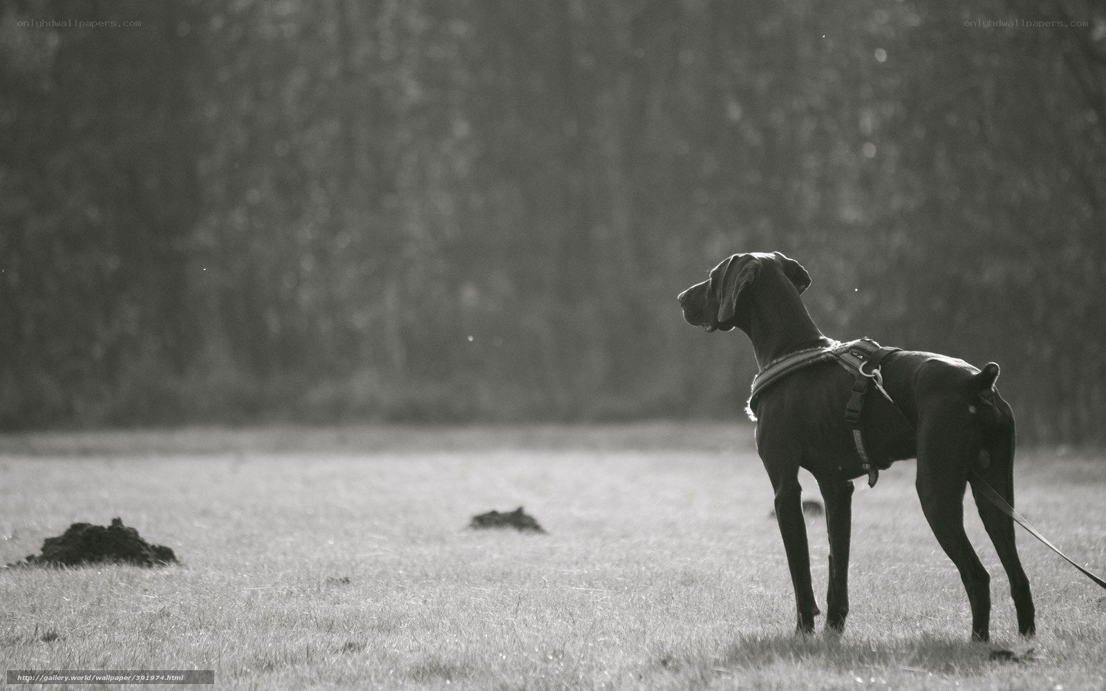 dog in a field