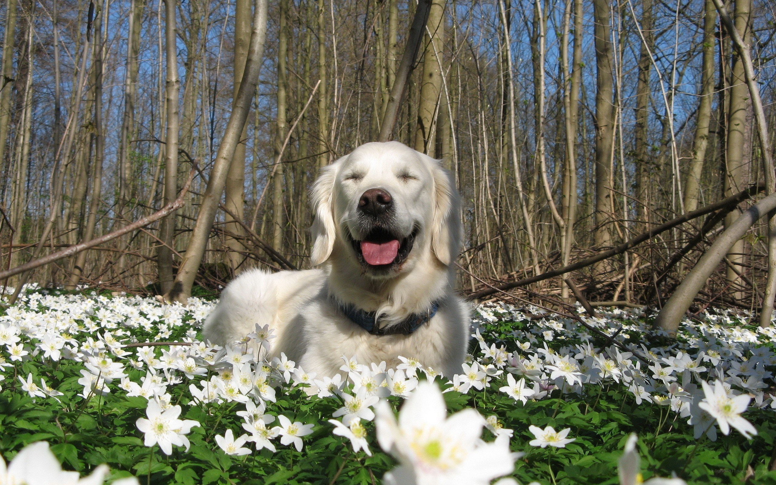 Dog in a flower field