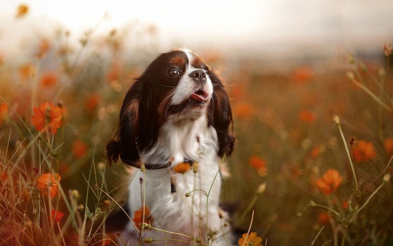 dog in a flower field
