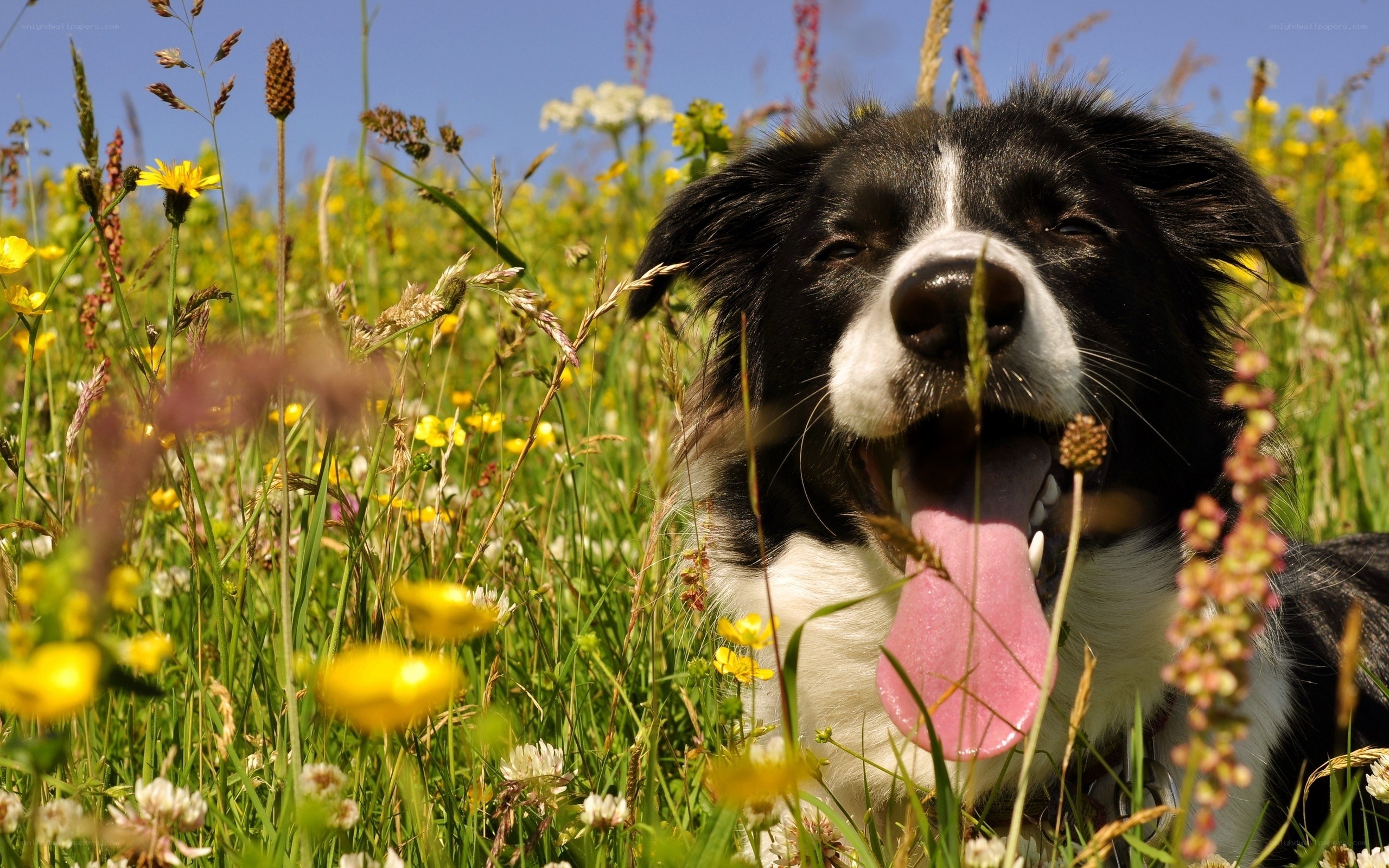 dog in a flower field