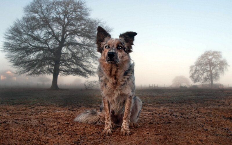 dog in a foggy field