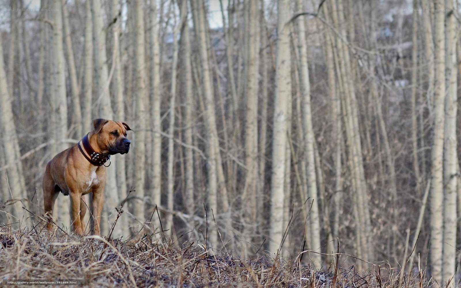 dog in a forest