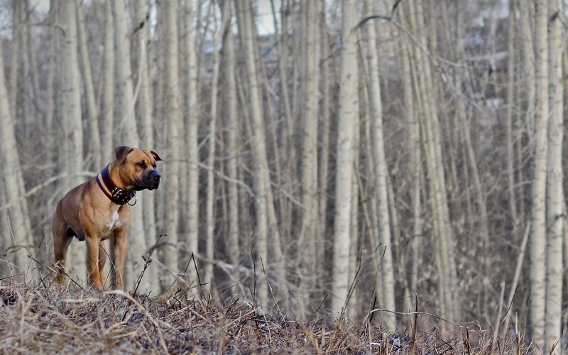 dog in a forest
