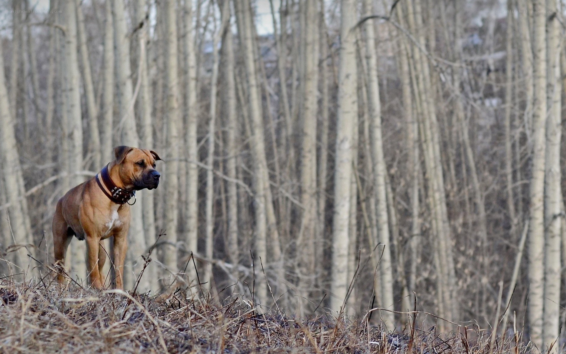 dog in a forest
