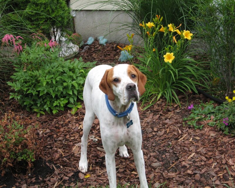 dog in a garden with flowers