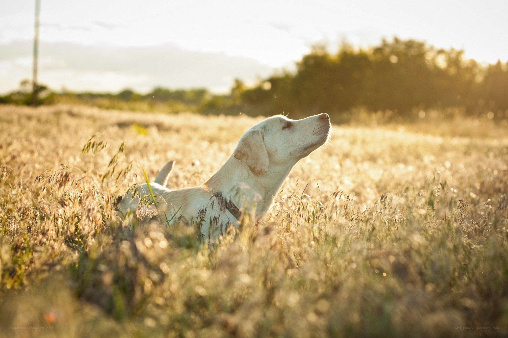 Dog in a golden field