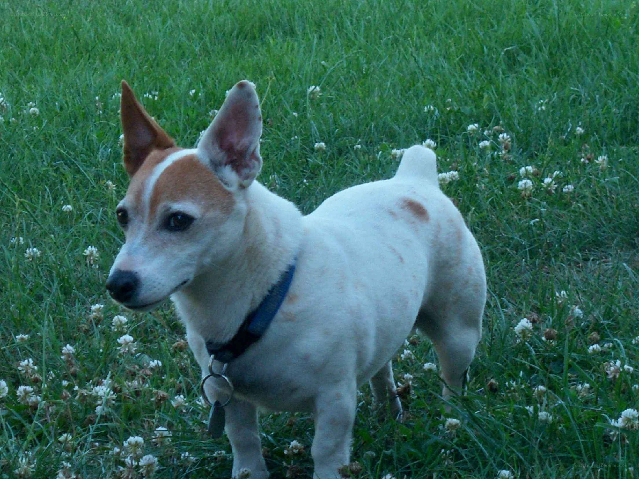 dog in a grassy field