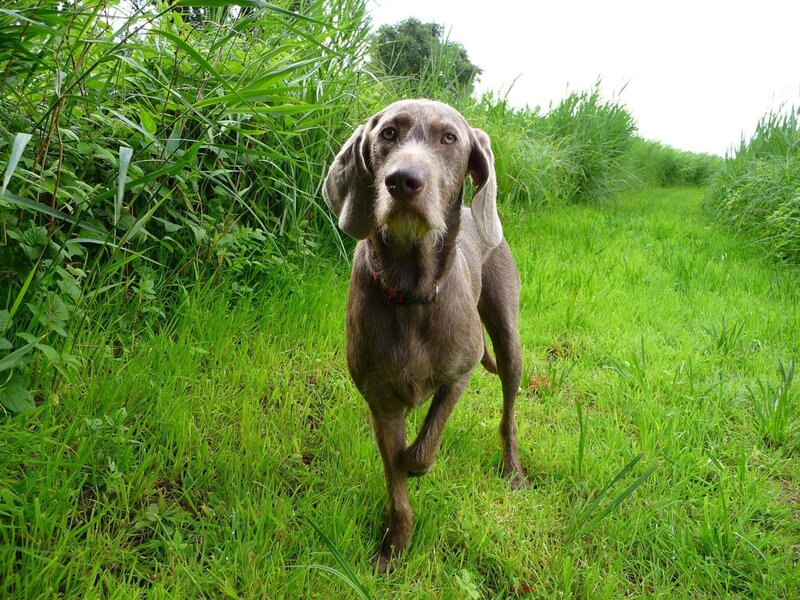 dog in a grassy field