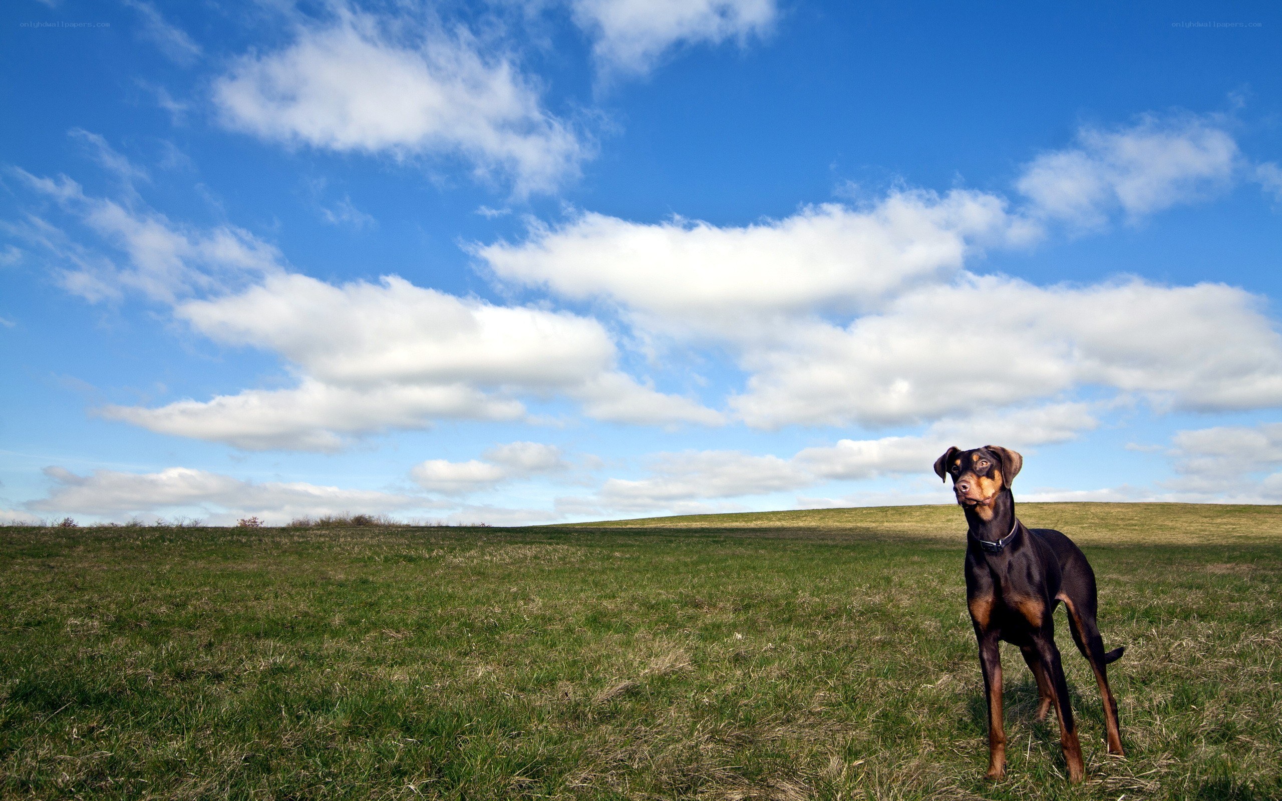 Dog in a grassy field