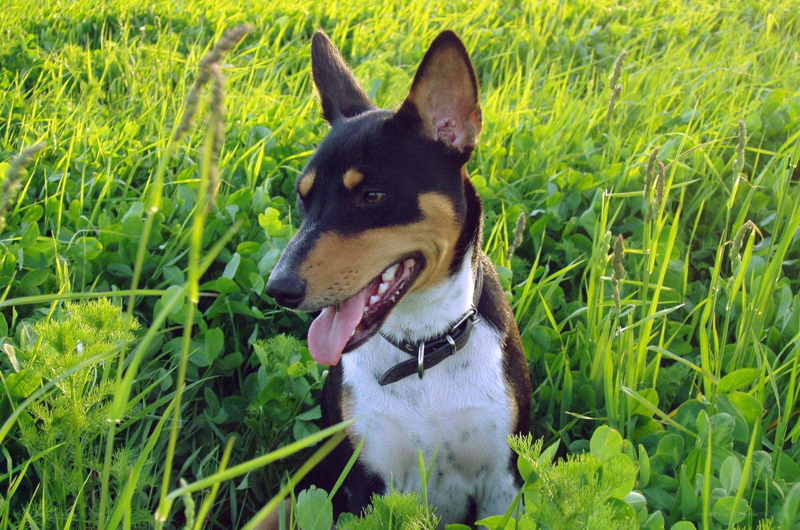 dog in a grassy field