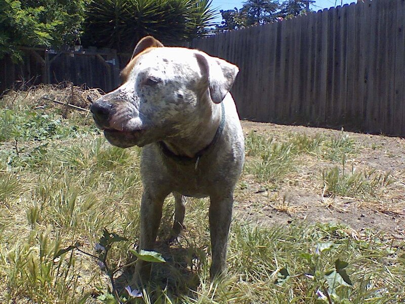 dog in a grassy yard