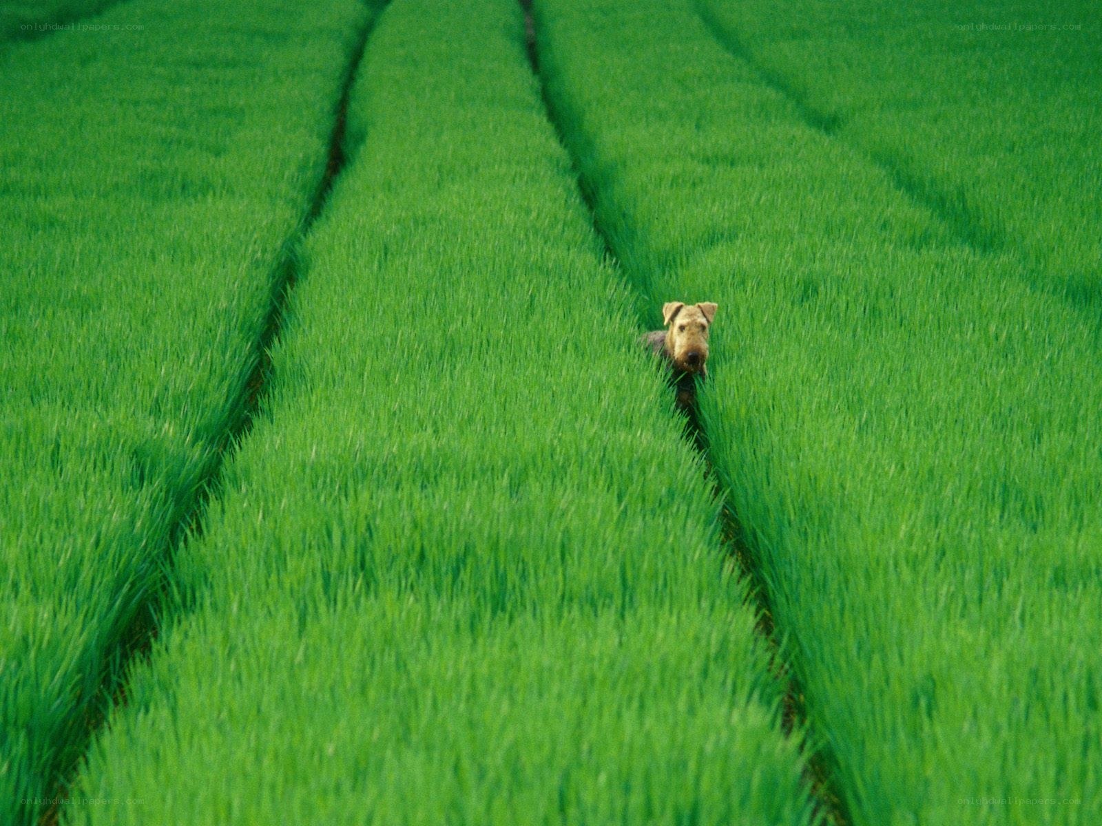 dog in a green field