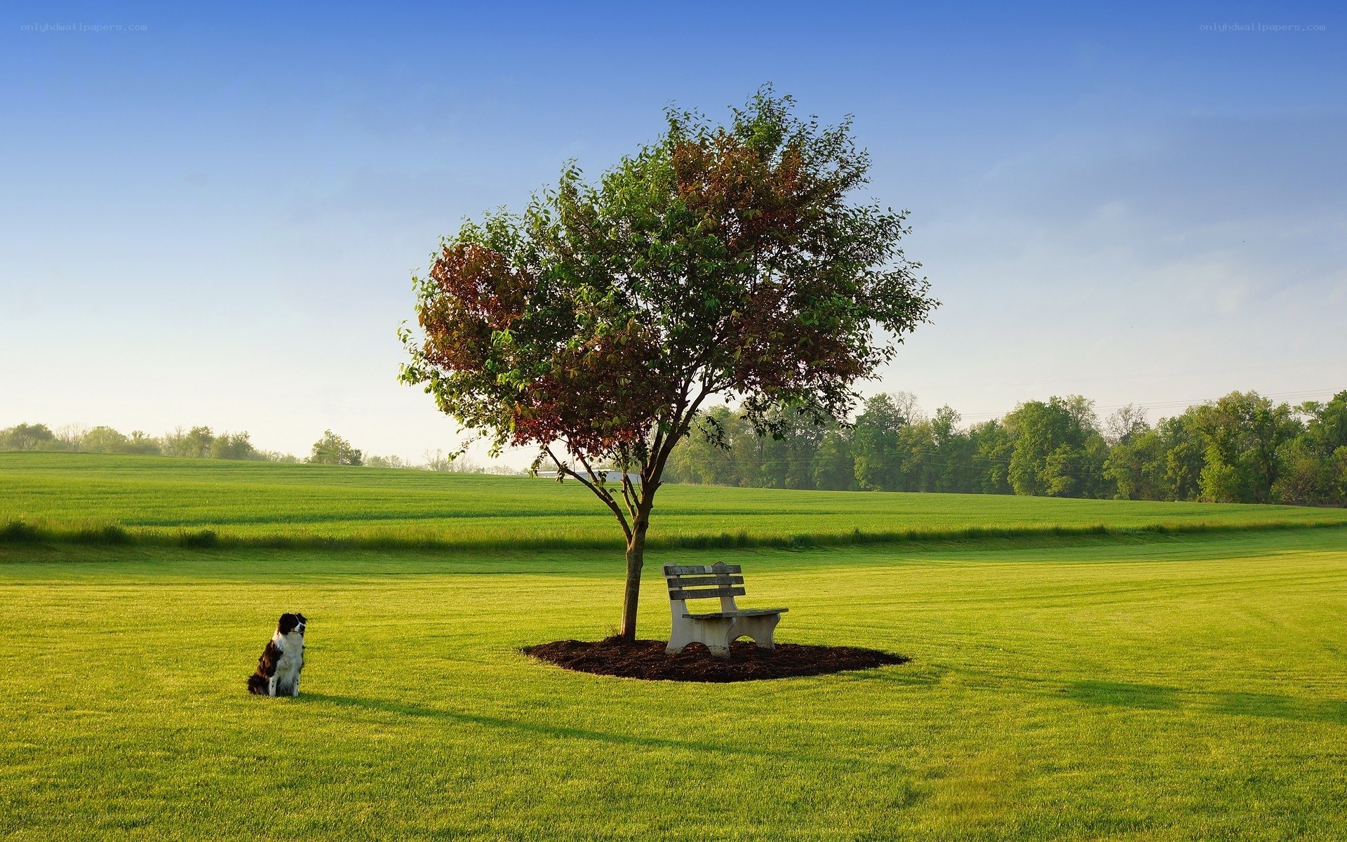 Dog in a green field