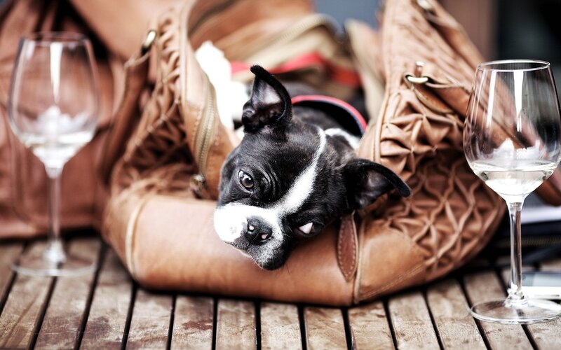 dog in a handbag with wine glasses