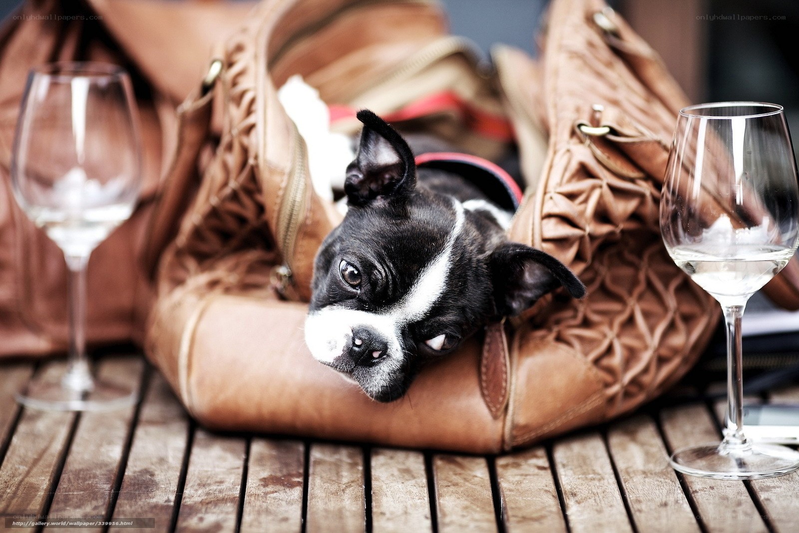 dog in a handbag