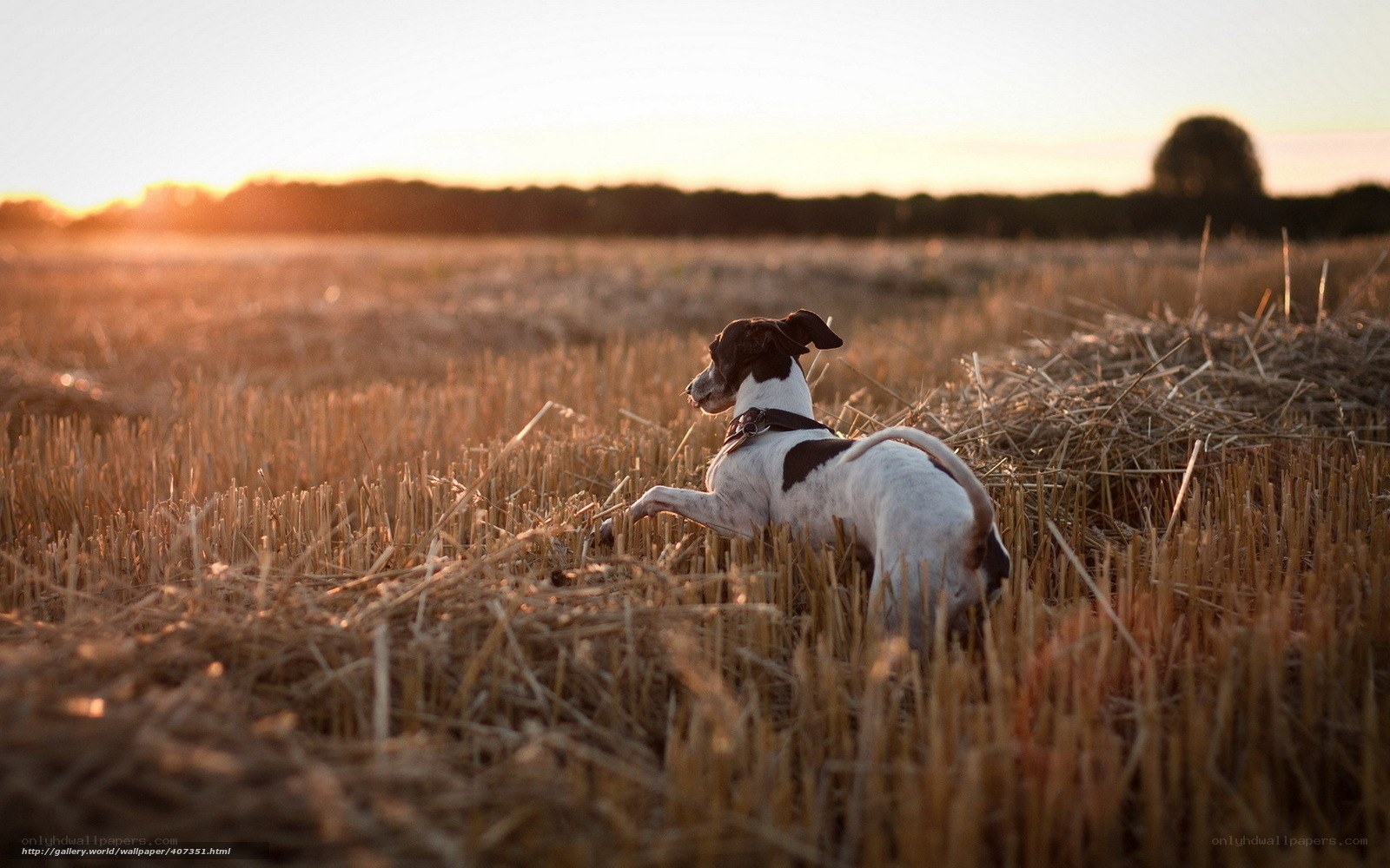 Dog in a harvested field