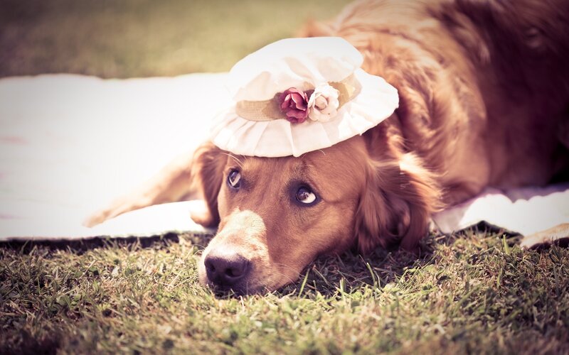 dog in a hat on grass