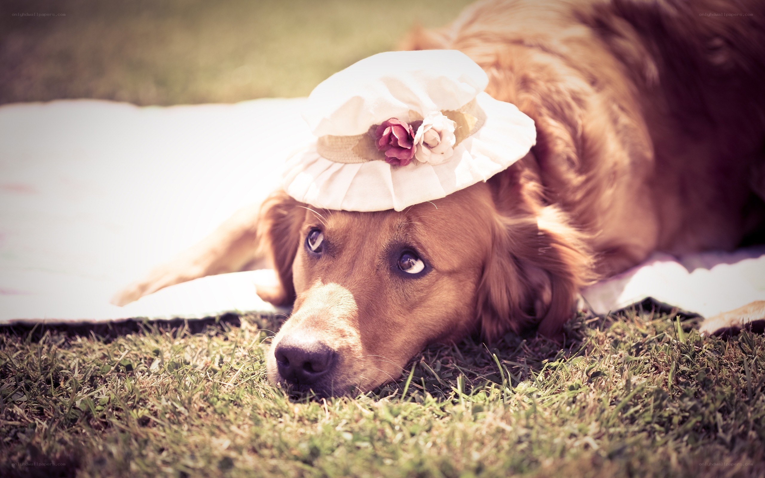 dog in a hat on grass