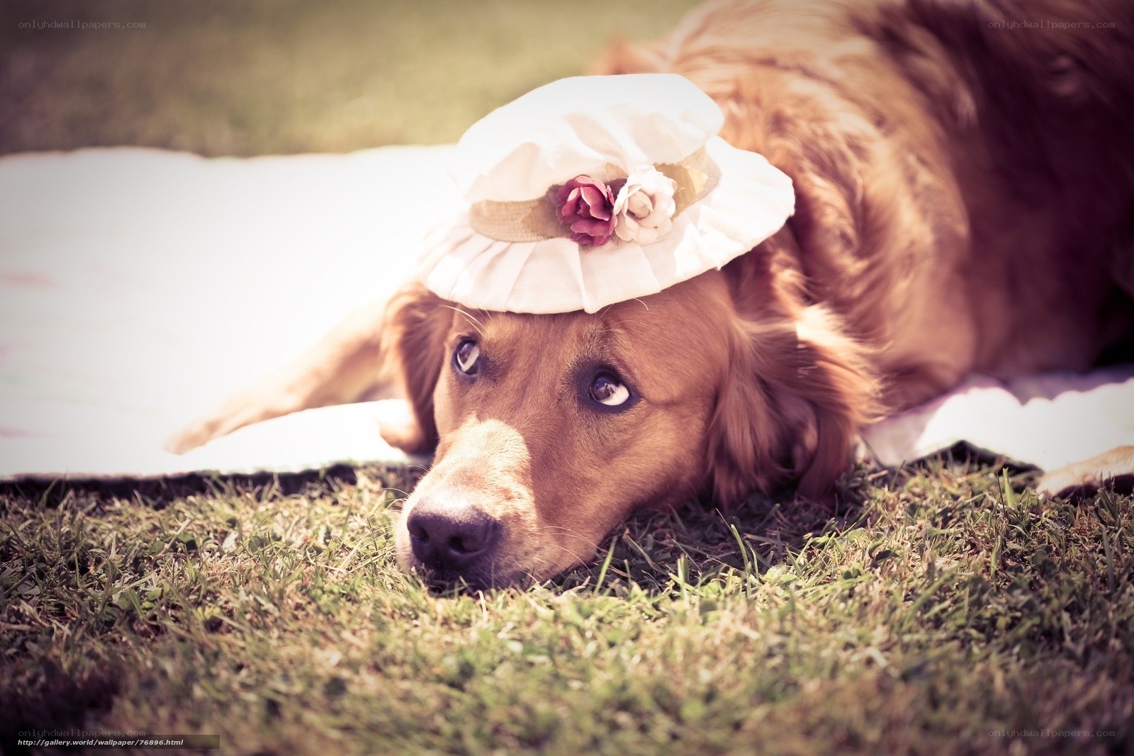 dog in a hat on grass