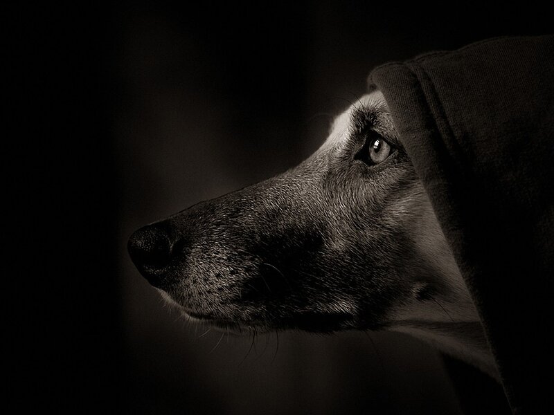 dog in a hood