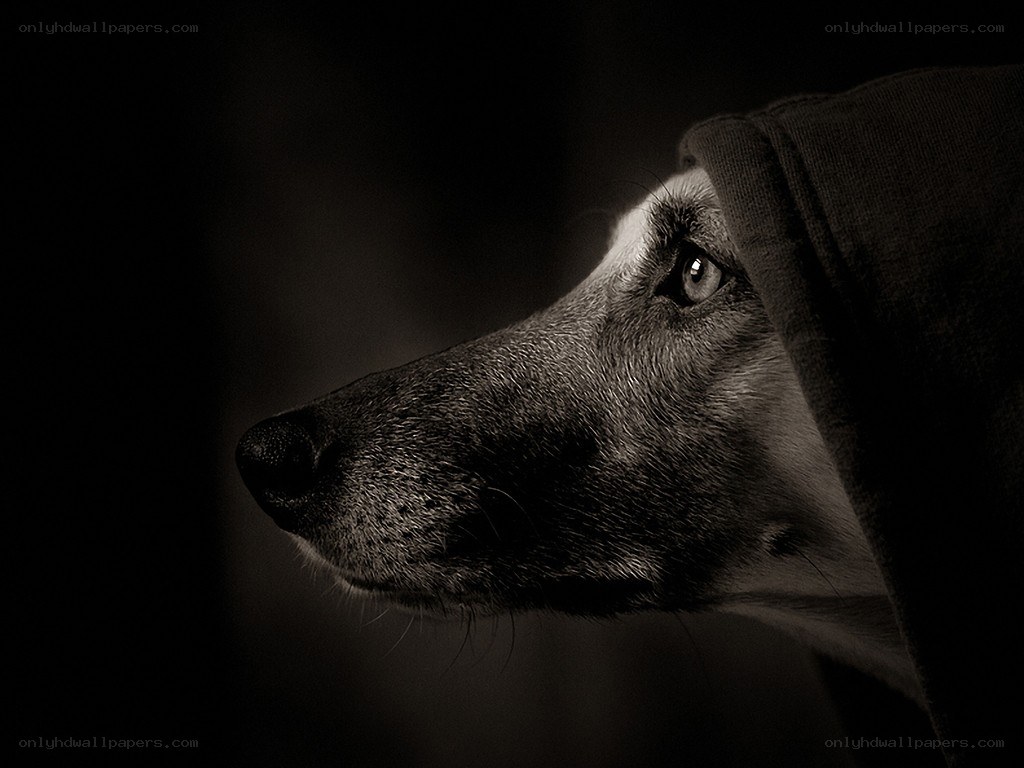 dog in a hood