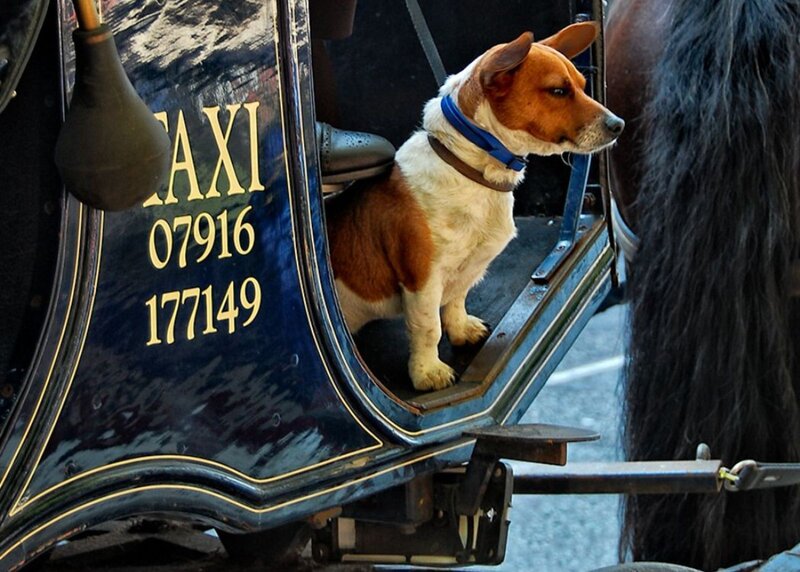 Dog in a horse-drawn taxi